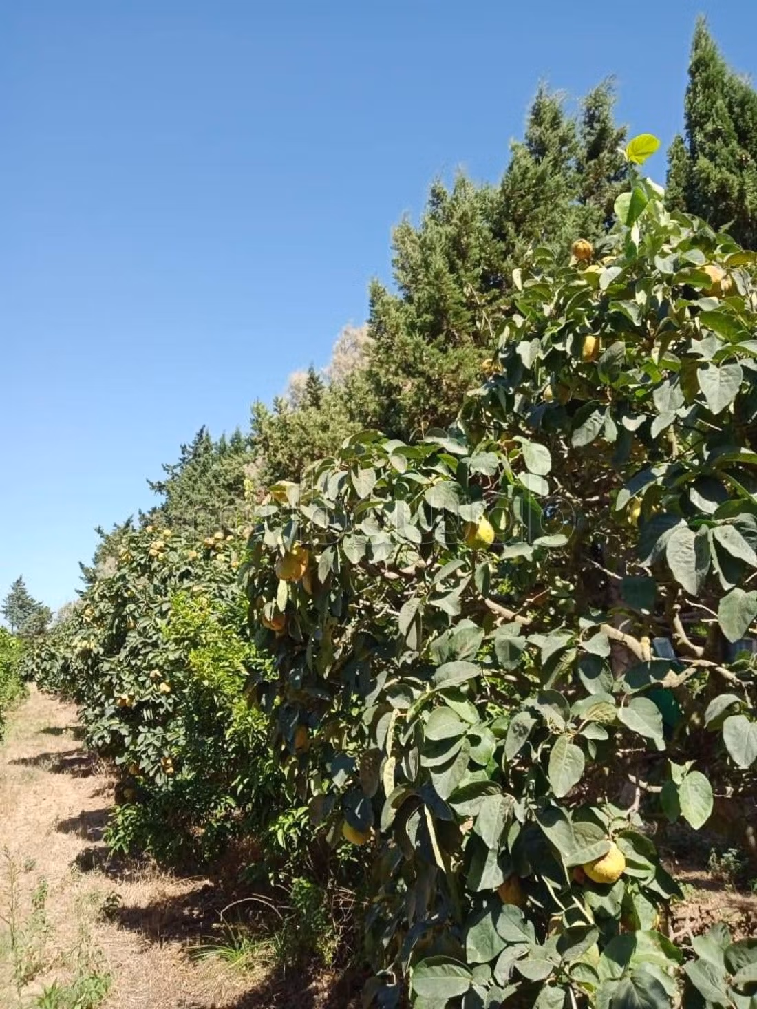 11-hectare farm in Soliman Nabeul
