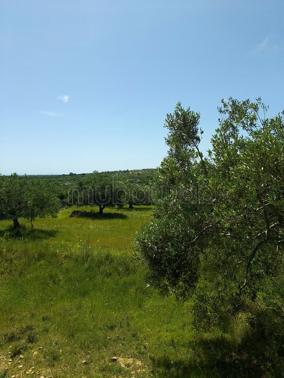Terrain Dwikhla Hammamet