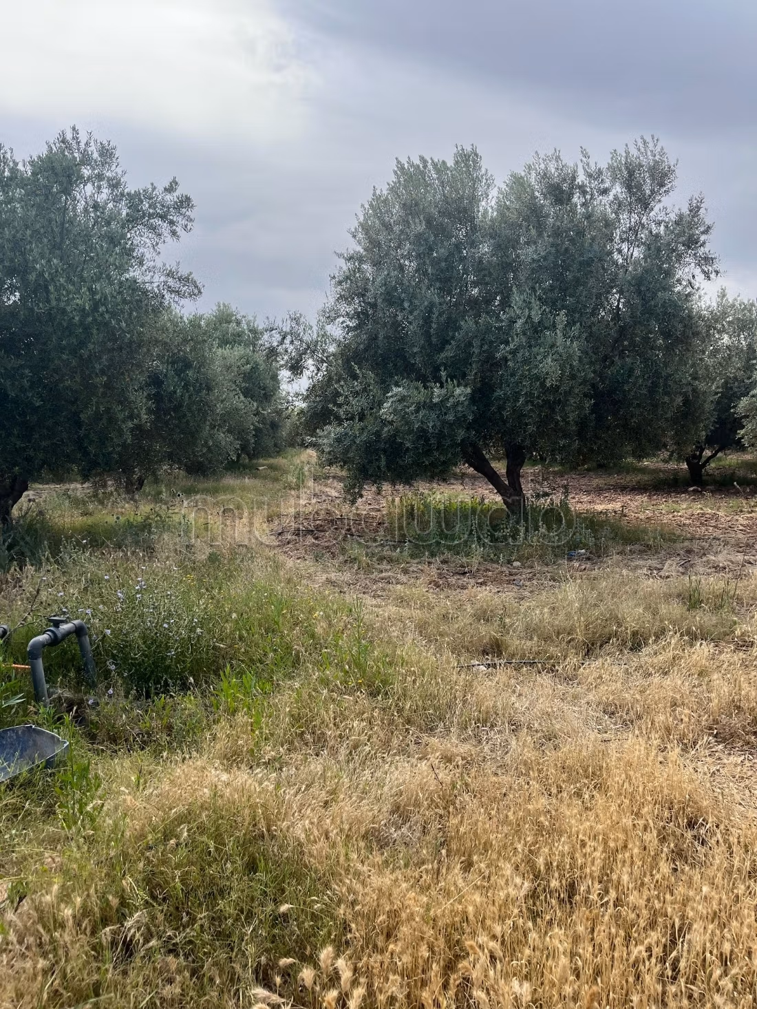 Granja agrícola premium con 1700 olivos