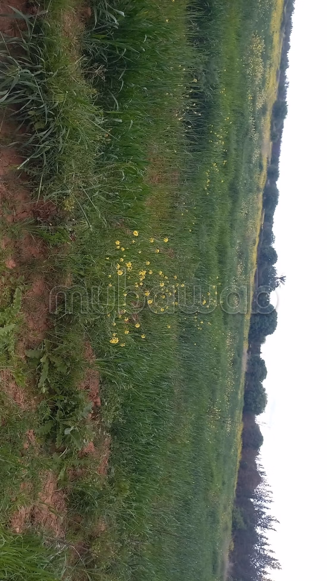 Terrain à la vente à Tameslohte.
Surface totale 15000 m²