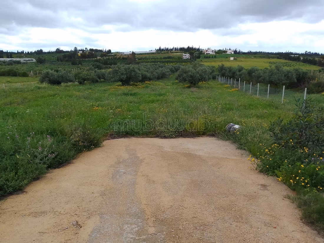 Jolie ferme à vendre à El Ksibi.
Surface de 6142 m²