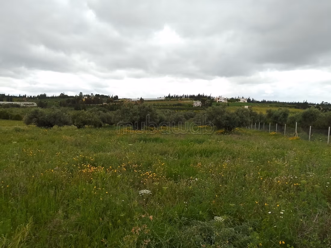 Jolie ferme à vendre à El Ksibi.
Surface de 6142 m²