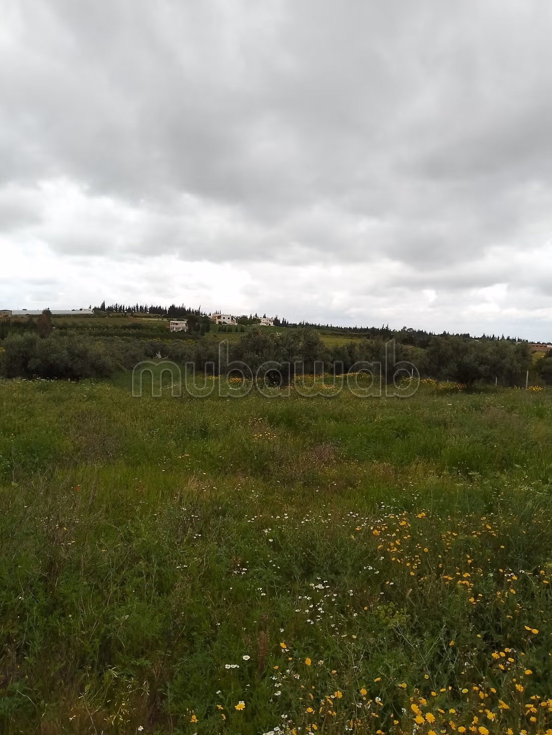 Jolie ferme à vendre à El Ksibi.
Surface de 6142 m²