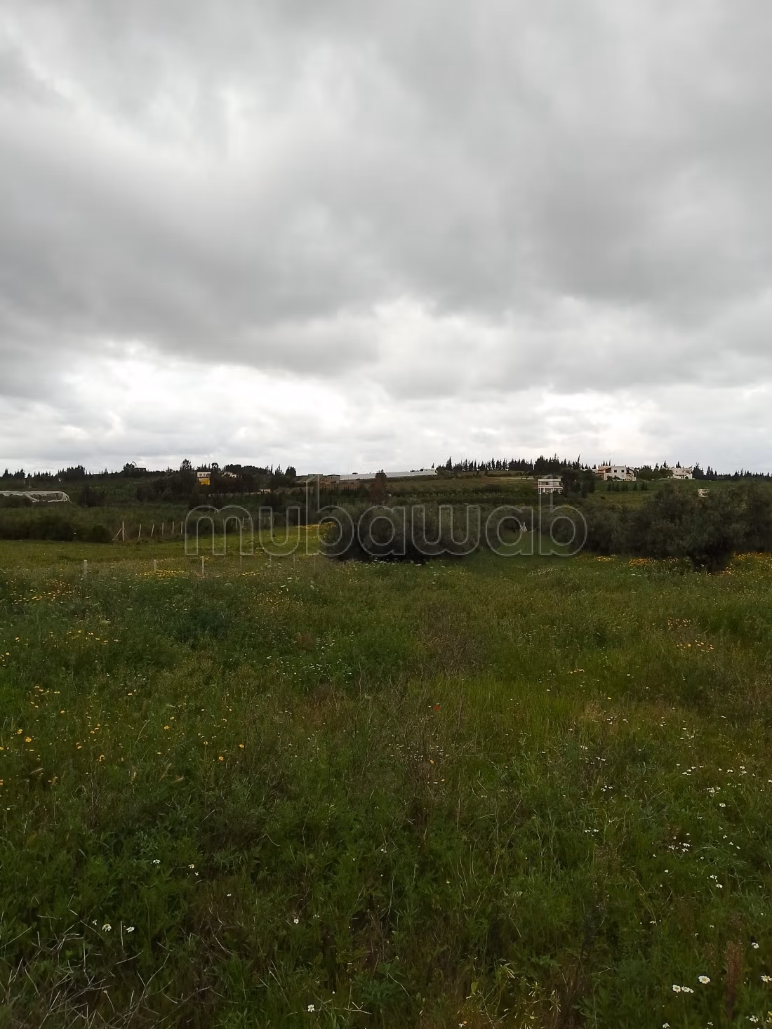 Jolie ferme à vendre à El Ksibi.
Surface de 6142 m²