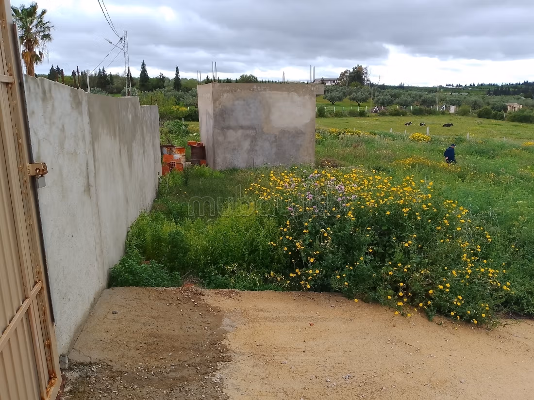 Jolie ferme à vendre à El Ksibi.
Surface de 6142 m²