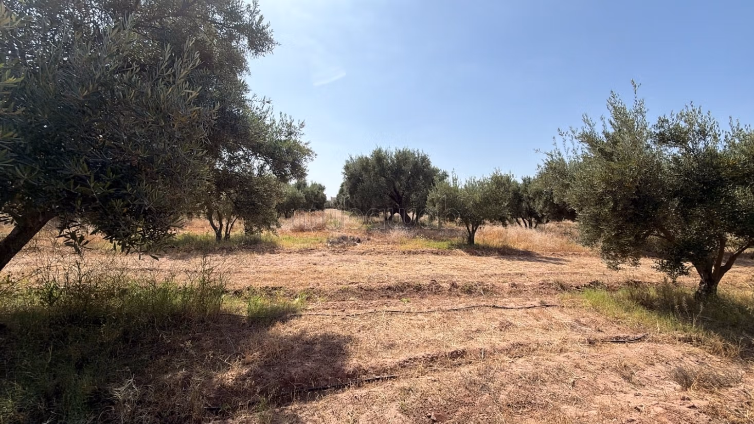 Perceel met eigendomsrecht van 2,5 Ha, ommuurd met 250 olijfbomen