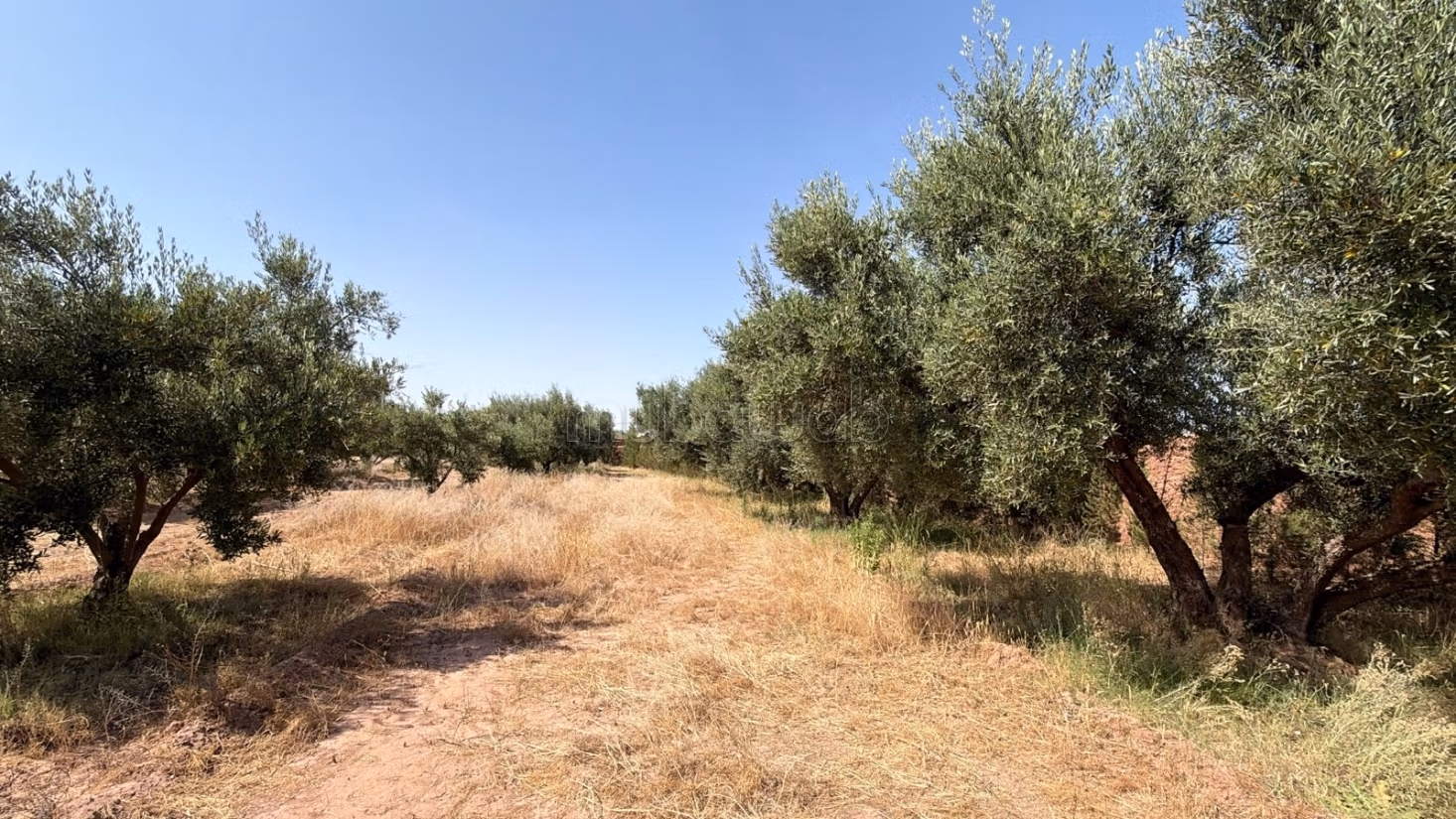 Perceel met eigendomsrecht van 2,5 Ha, ommuurd met 250 olijfbomen