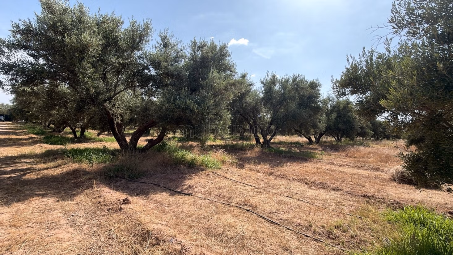 Perceel met eigendomsrecht van 2,5 Ha, ommuurd met 250 olijfbomen