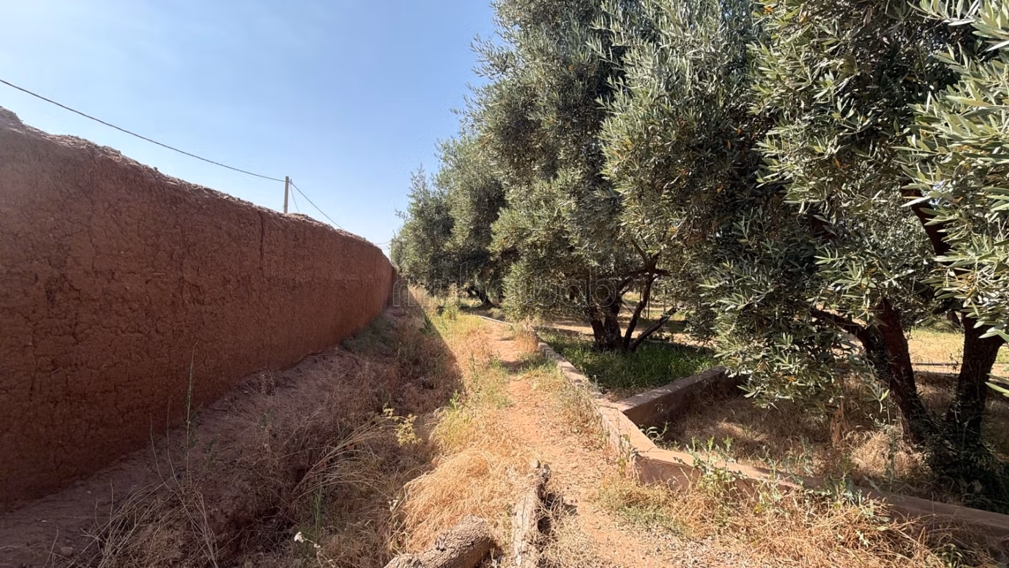 Perceel met eigendomsrecht van 2,5 Ha, ommuurd met 250 olijfbomen