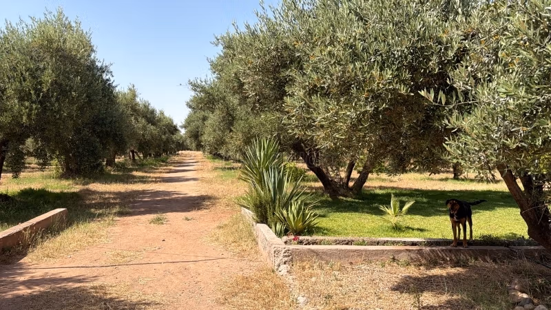 Terrain titré 2,5 Ha, muré avec 250 Oliviers