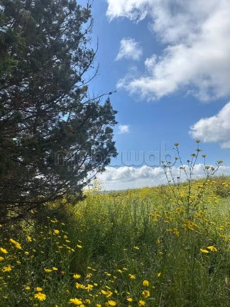 Terreno Excepcional en Venta en El Menzeh