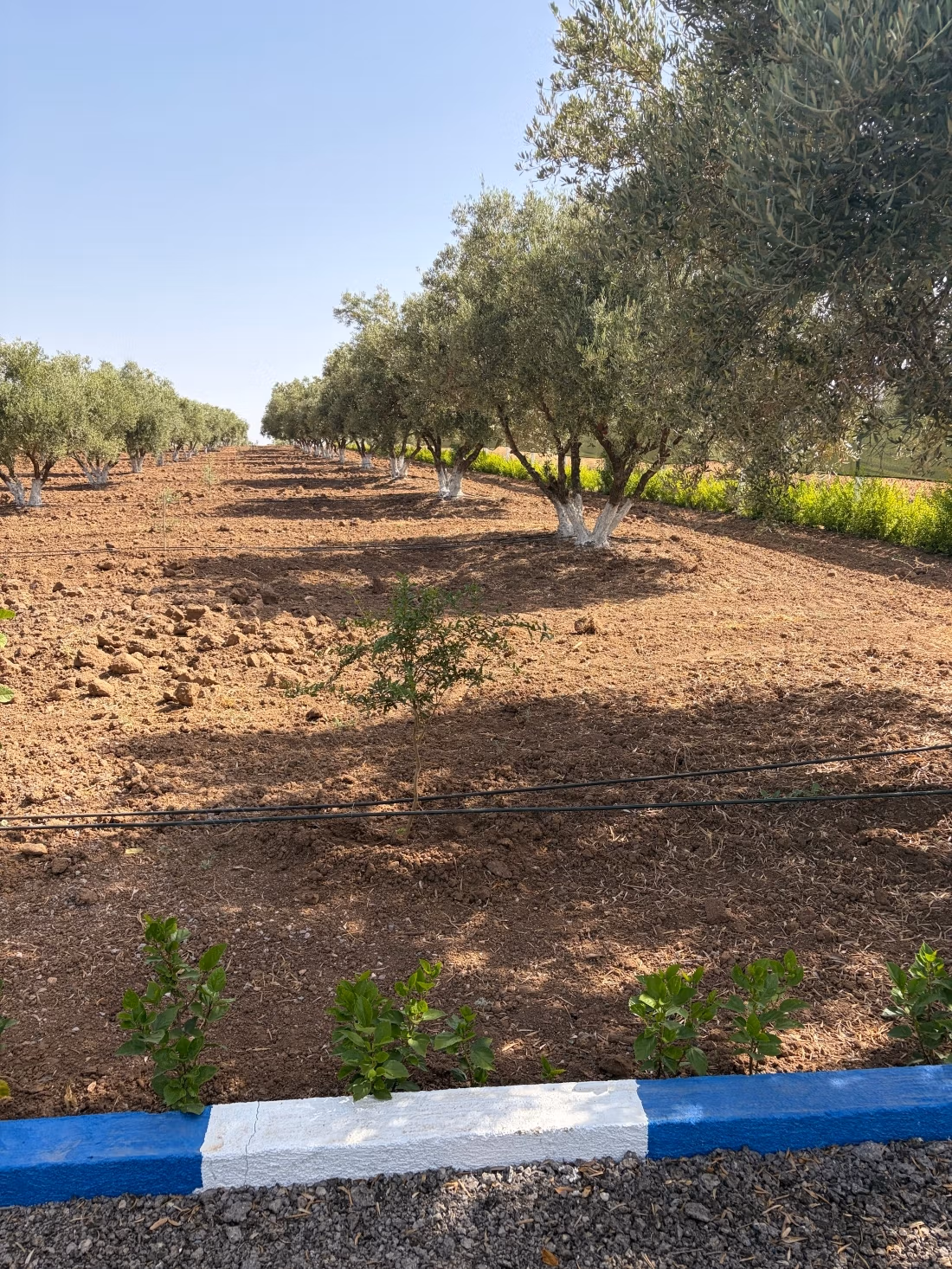 Ferme à vendre sur la Route de Sefrou. Surface de 13000 m². Quartier protégé