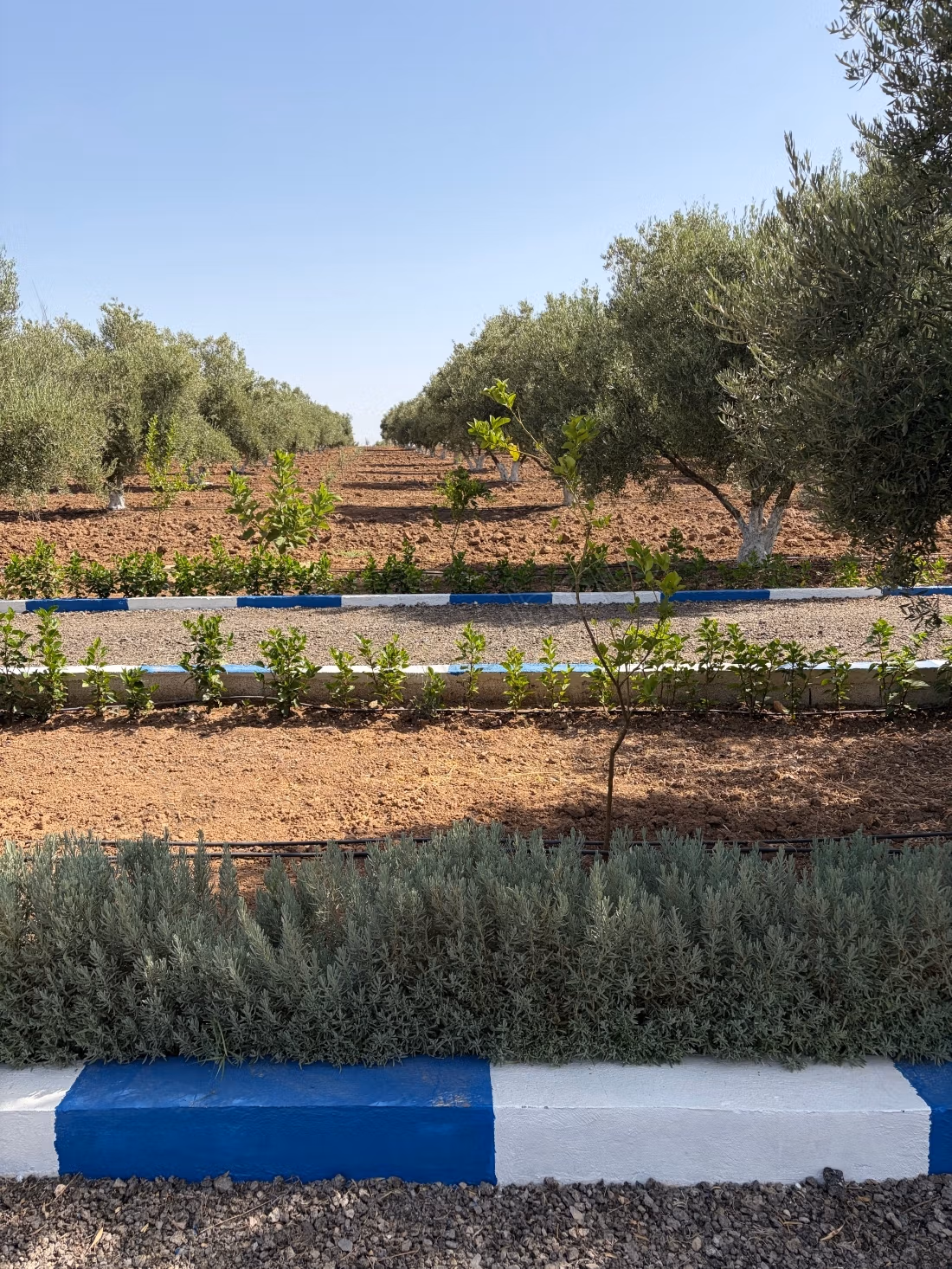 Ferme à vendre sur la Route de Sefrou. Surface de 13000 m². Quartier protégé