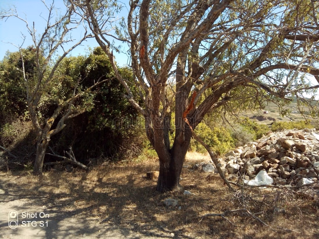 Terrain Titre a Tanger