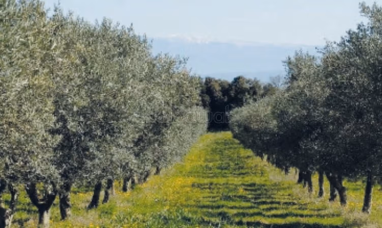 Granja equipada de almendras y olivos 35 hectáreas Ain Karma cercanía a Moulay Driss Zarhoun precio inmejorable