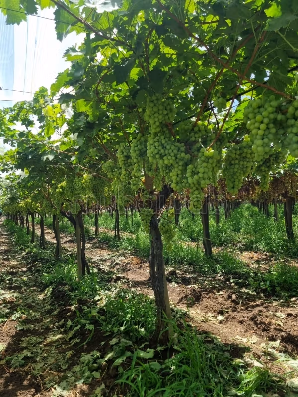 Finca de lujo Vides Kaki Chahdia olivos con villa piscina moderna Meknes 15 hectáreas