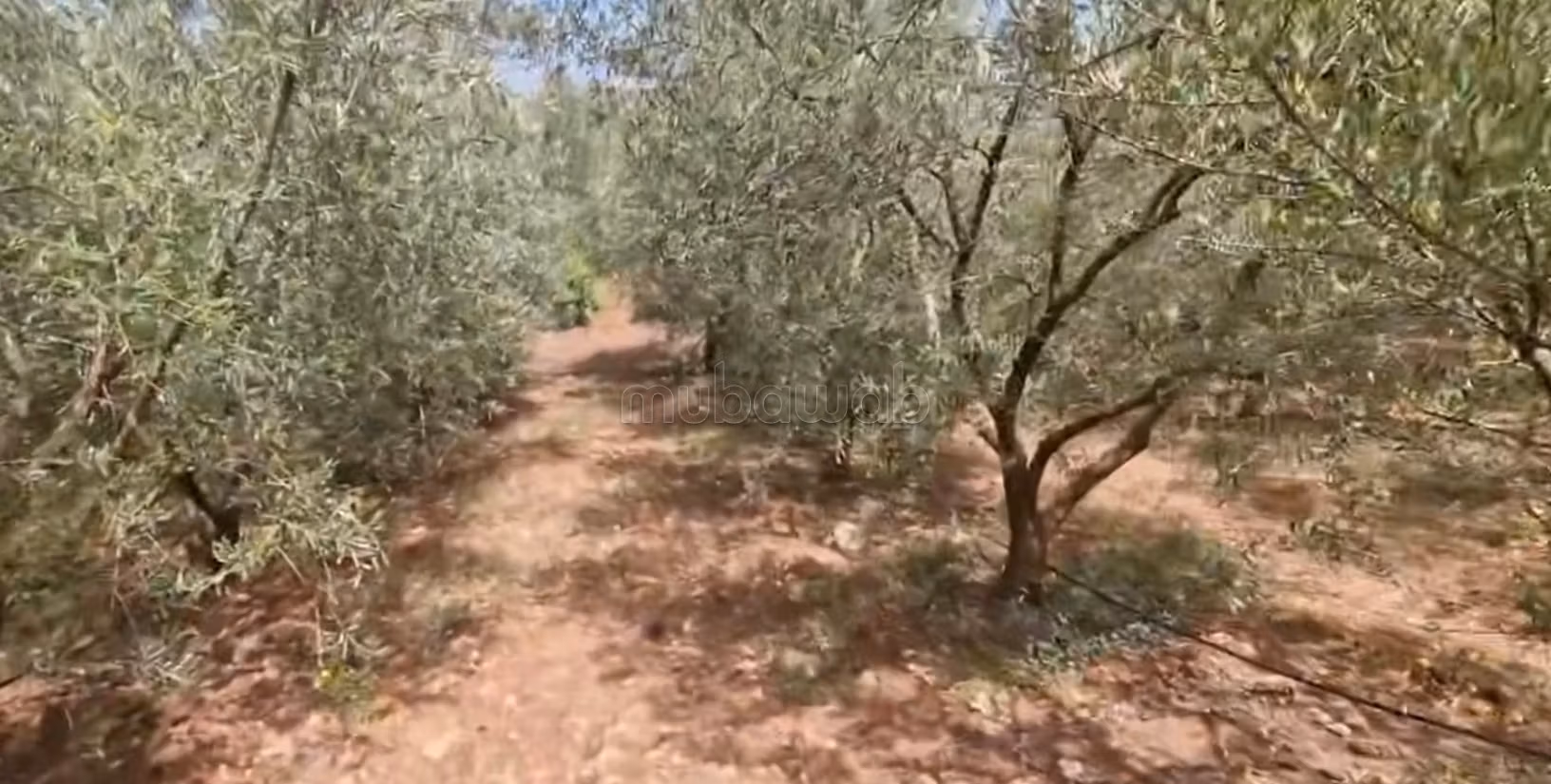Fattoria ben attrezzata ad Ain aghbal vicino a domaine zniber, 4 ettari di vigne e ulivi