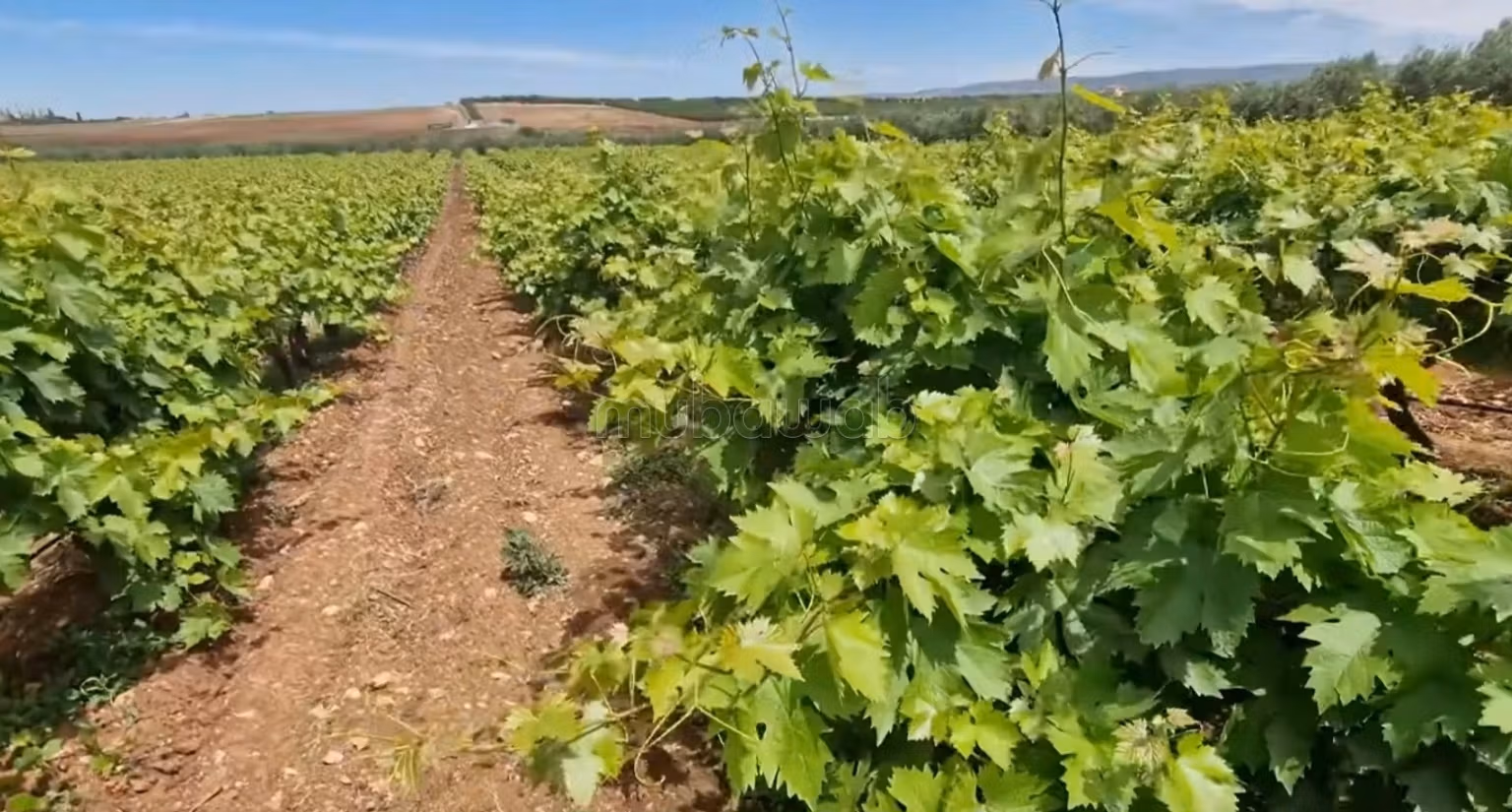 Fattoria ben attrezzata ad Ain aghbal vicino a domaine zniber, 4 ettari di vigne e ulivi