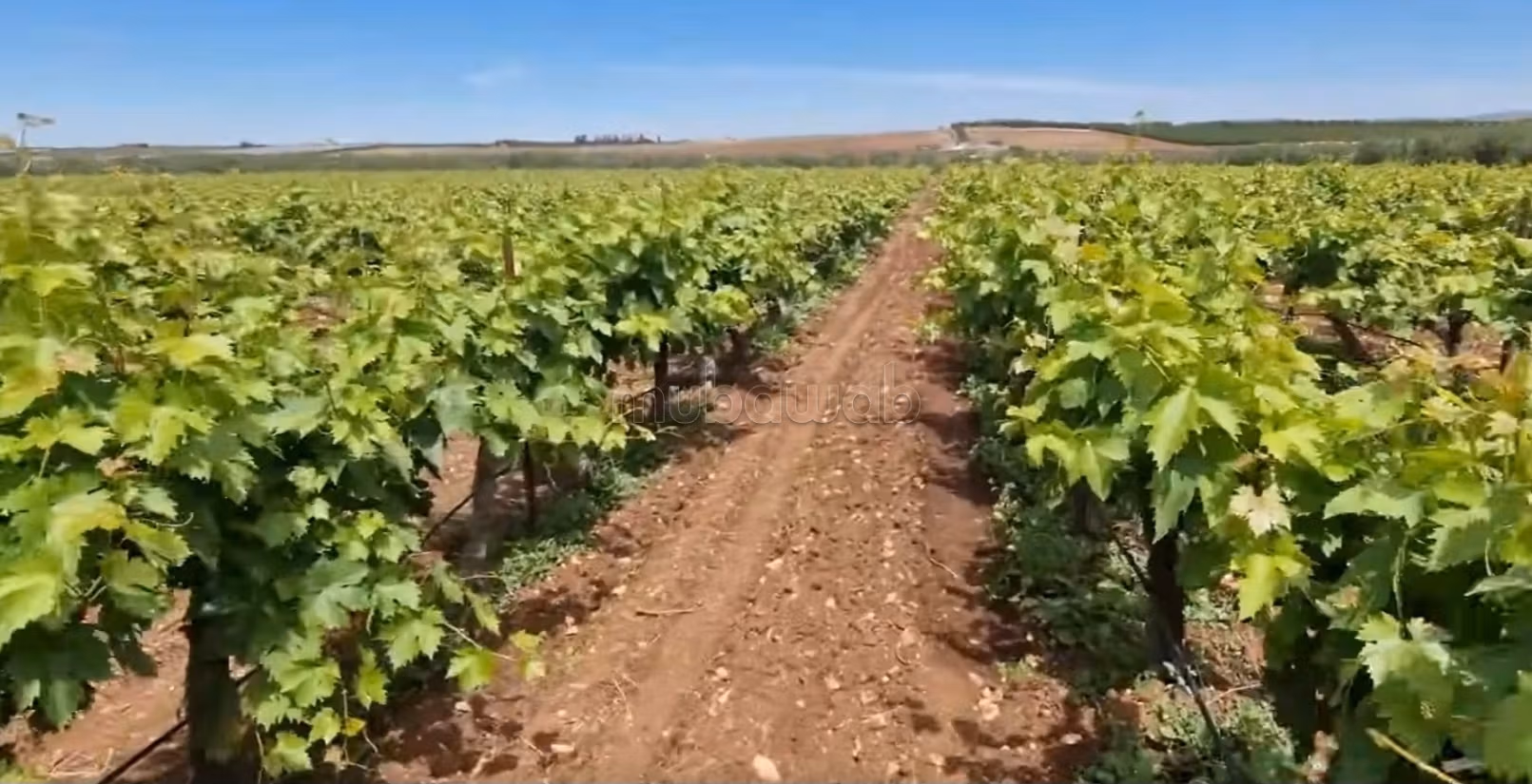 Fattoria ben attrezzata ad Ain aghbal vicino a domaine zniber, 4 ettari di vigne e ulivi