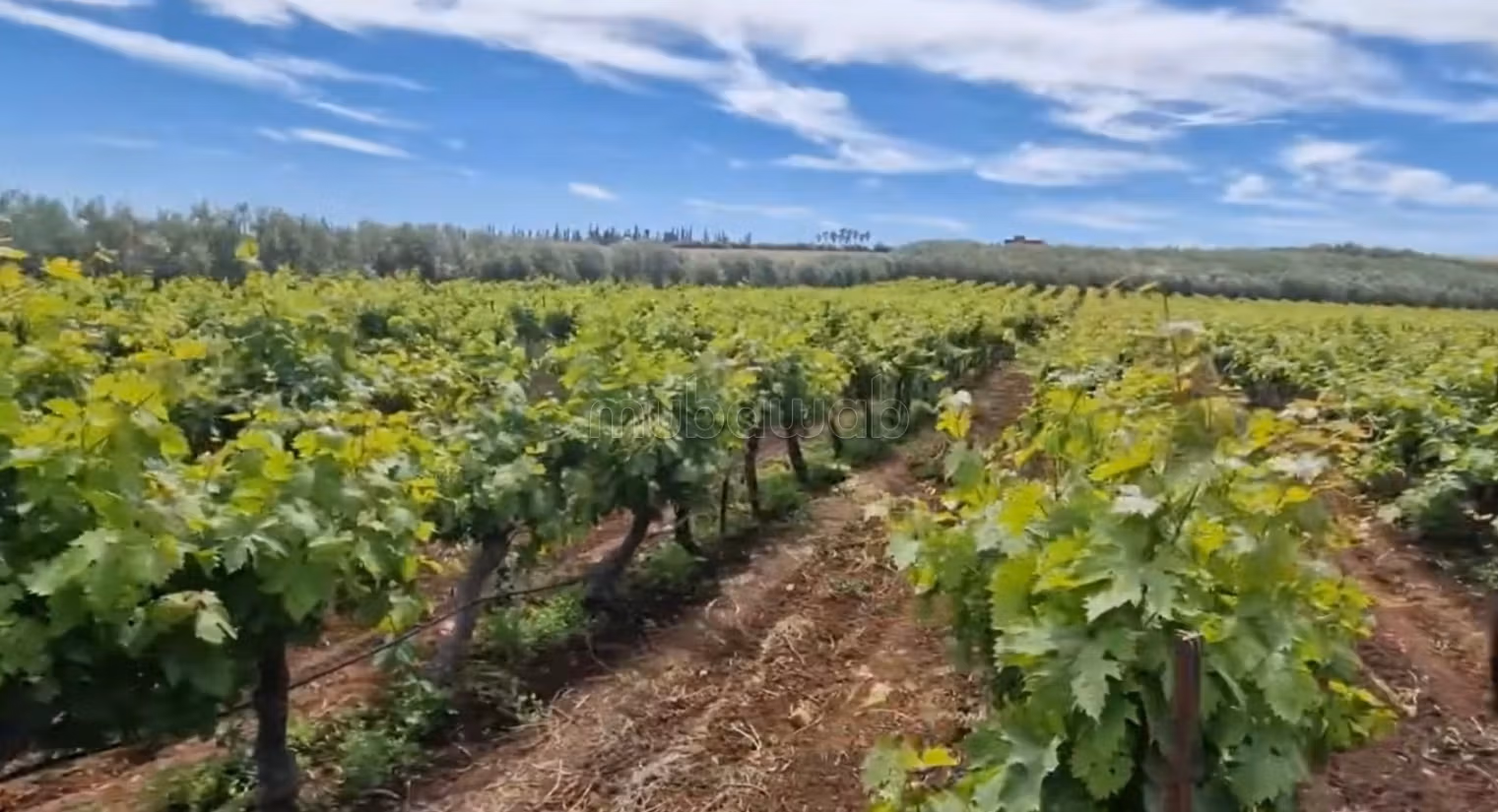 Fattoria ben attrezzata ad Ain aghbal vicino a domaine zniber, 4 ettari di vigne e ulivi