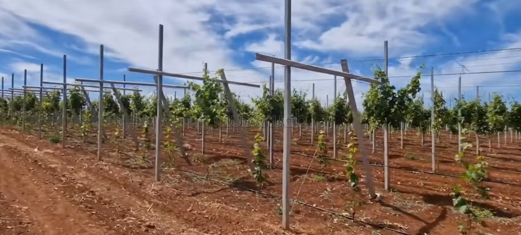 Fattoria ben attrezzata ad Ain aghbal vicino a domaine zniber, 4 ettari di vigne e ulivi