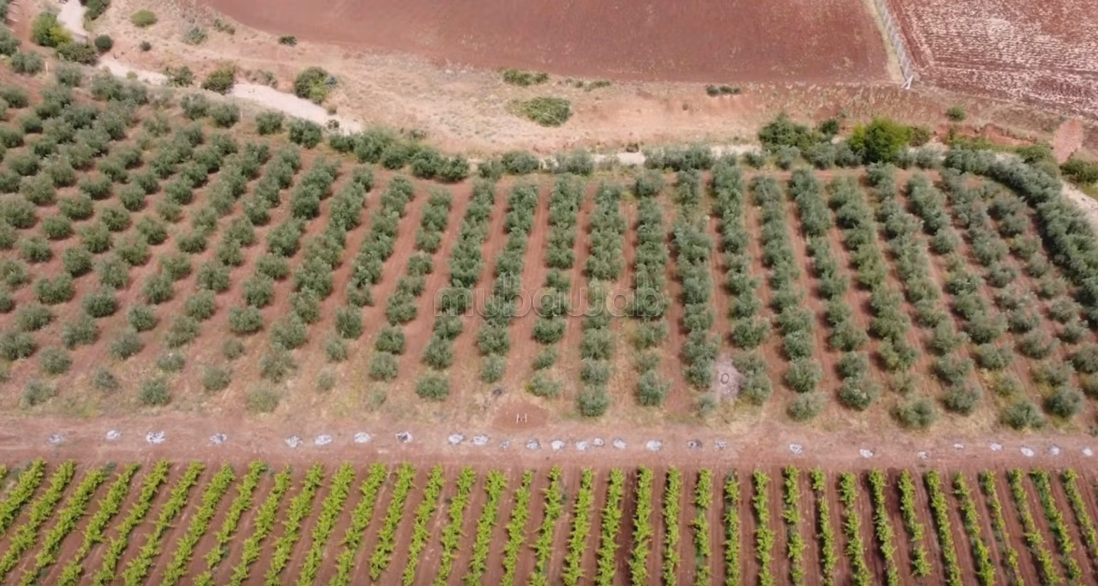 Fattoria ben attrezzata ad Ain aghbal vicino a domaine zniber, 4 ettari di vigne e ulivi