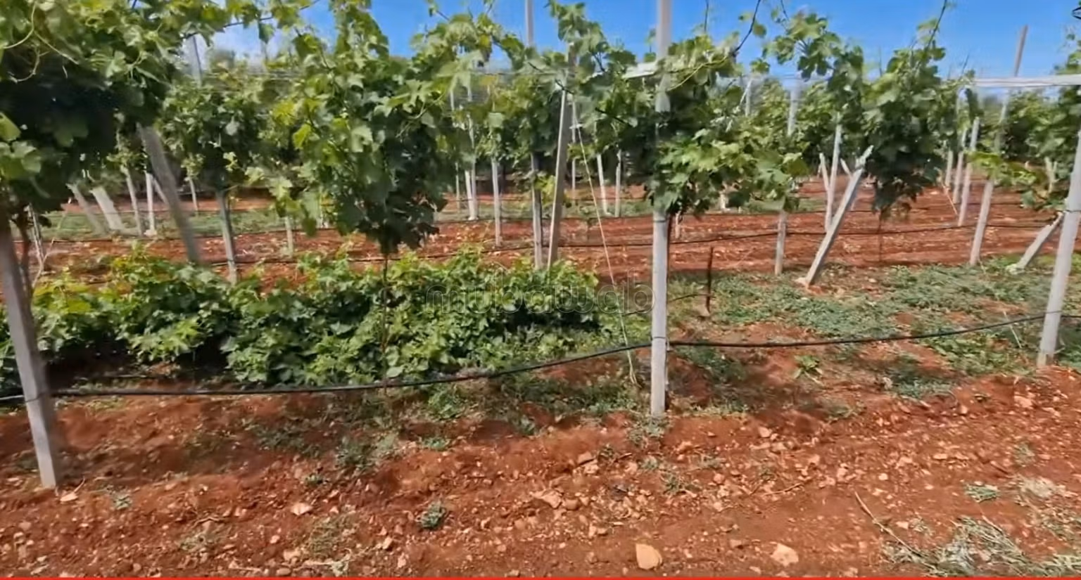 Fattoria ben attrezzata ad Ain aghbal vicino a domaine zniber, 4 ettari di vigne e ulivi