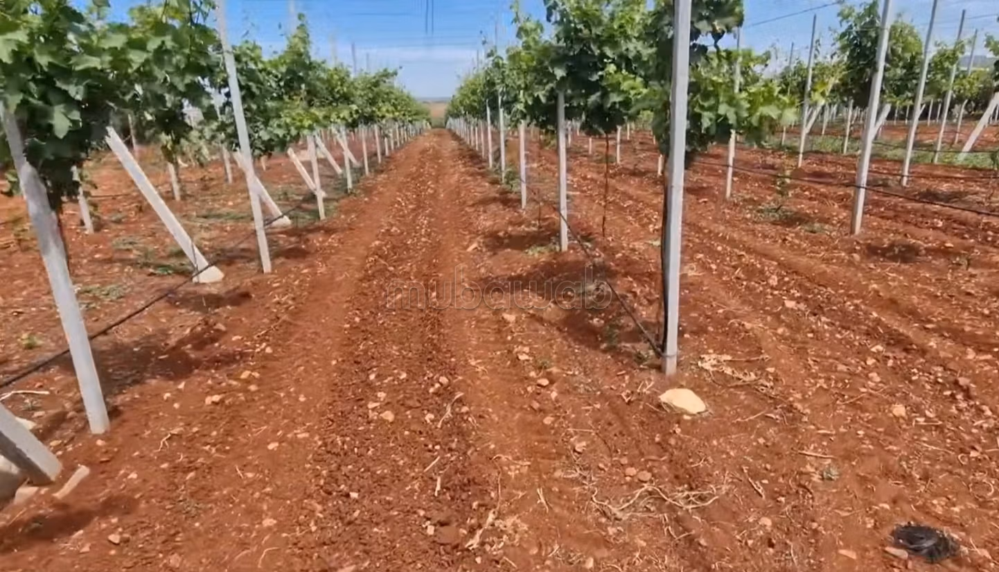 Fattoria ben attrezzata ad Ain aghbal vicino a domaine zniber, 4 ettari di vigne e ulivi