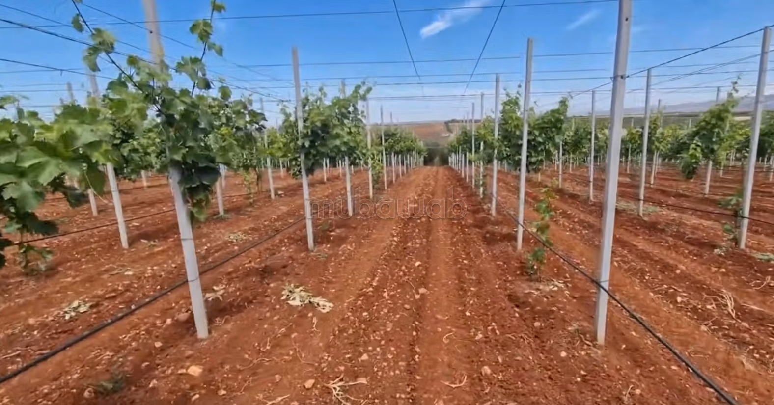 Fattoria ben attrezzata ad Ain aghbal vicino a domaine zniber, 4 ettari di vigne e ulivi