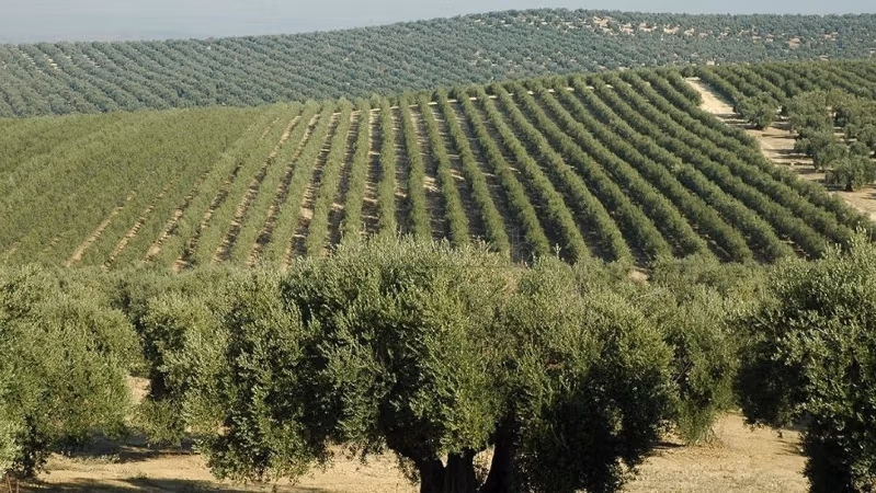 Granja bien equipada de 80 hectáreas de olivos viñas Chahdia cerca de Ait Yaazem con buenas cifras de negocio.