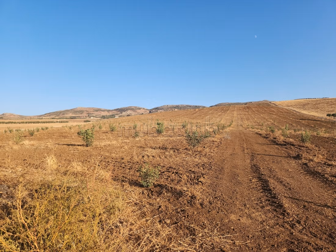 Kharoub farm 20 hectares on paved road 1 km from Hajeb