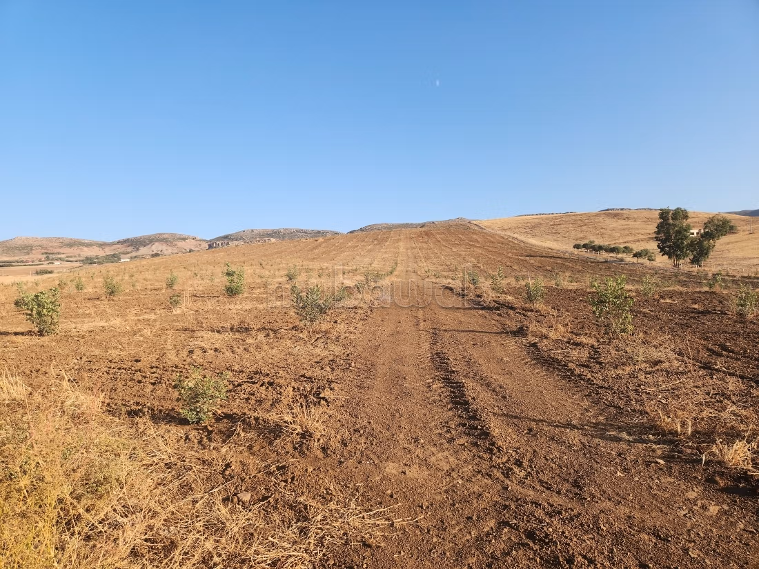 Kharoub farm 20 hectares on paved road 1 km from Hajeb