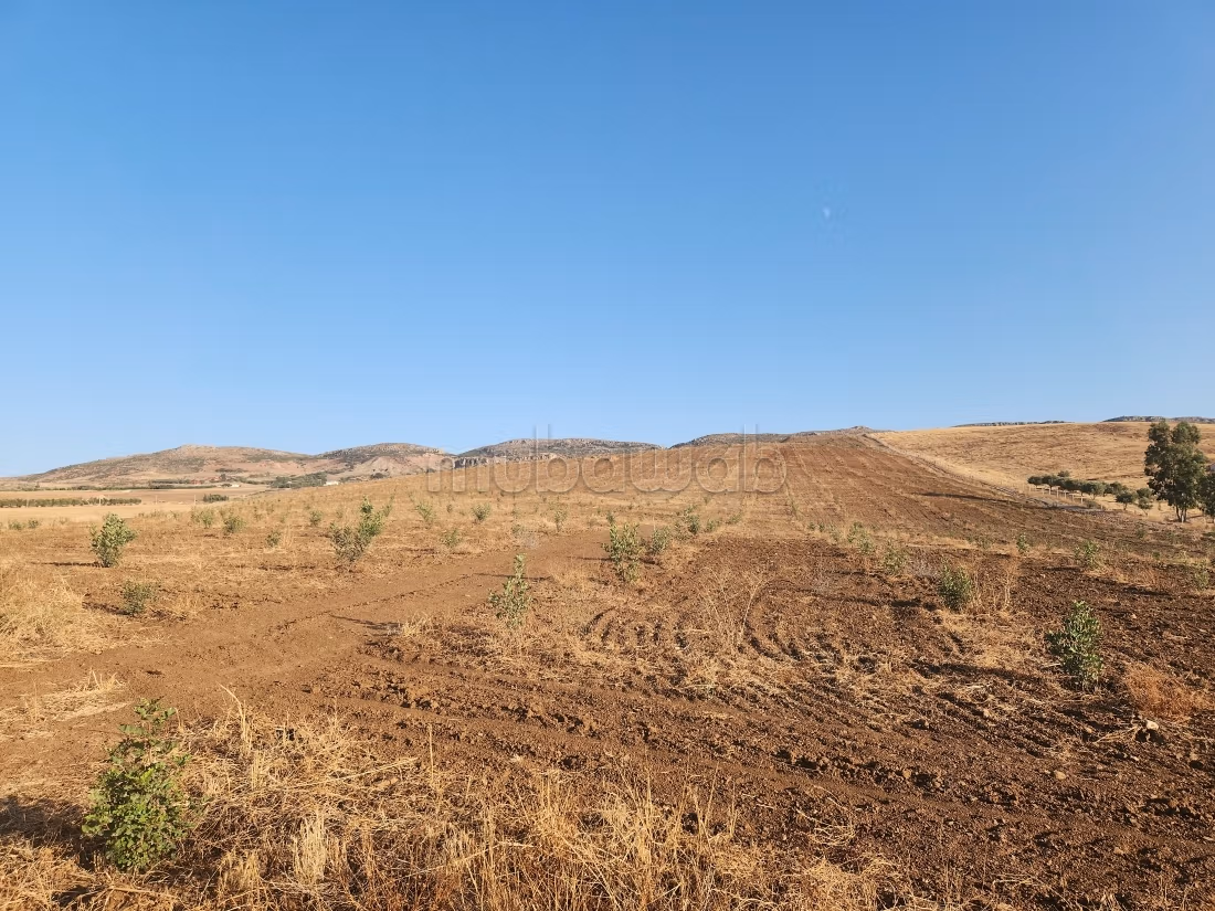 Kharoub farm 20 hectares on paved road 1 km from Hajeb
