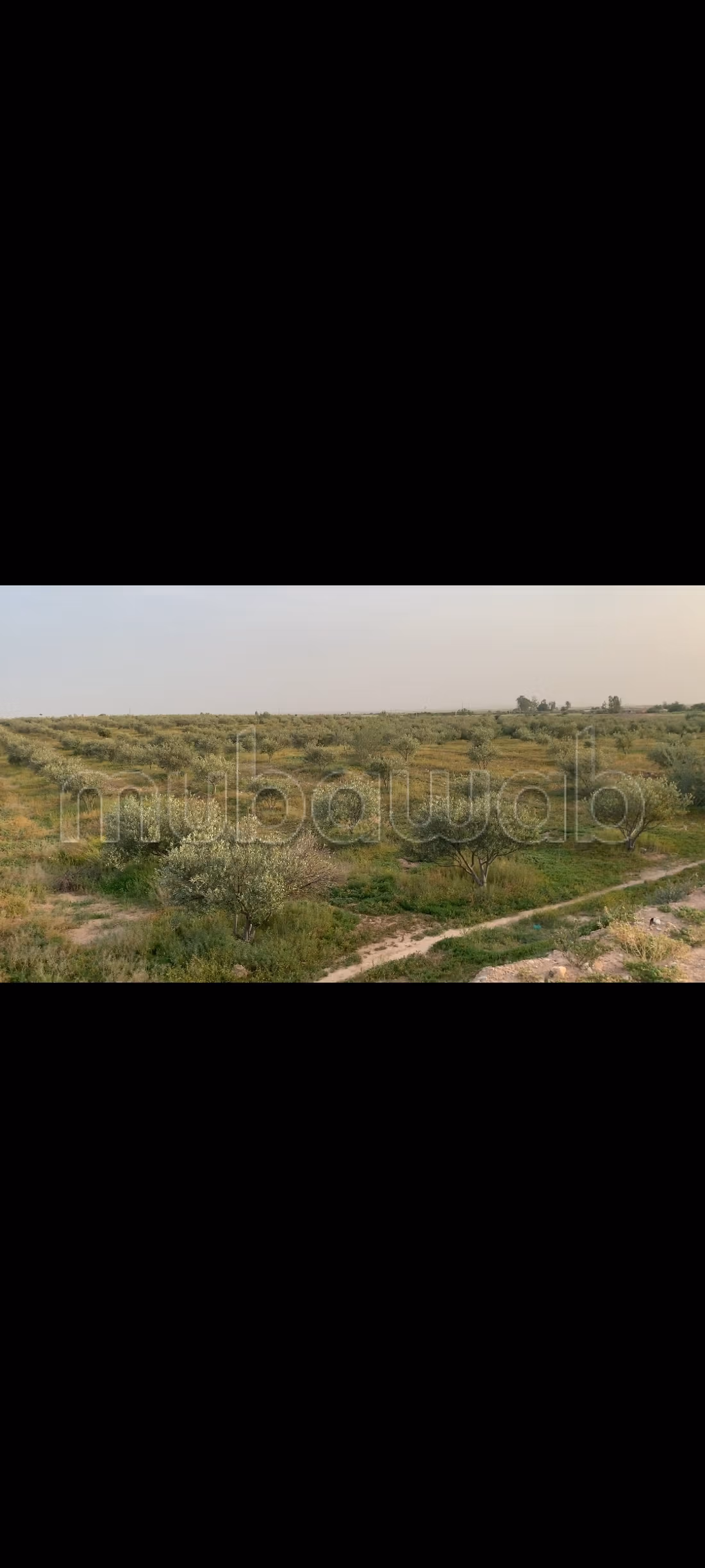Terreno agrícola en venta