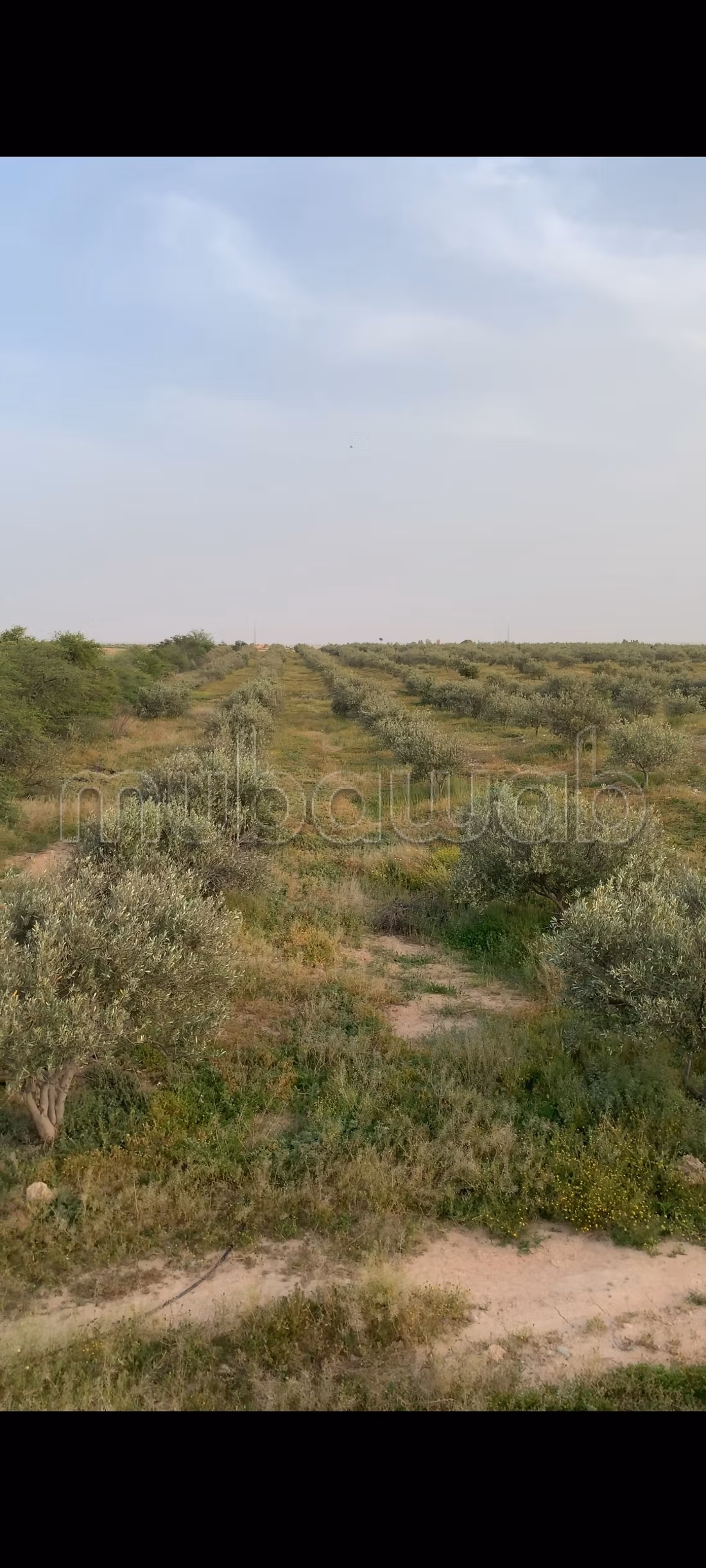 Terreno agrícola en venta