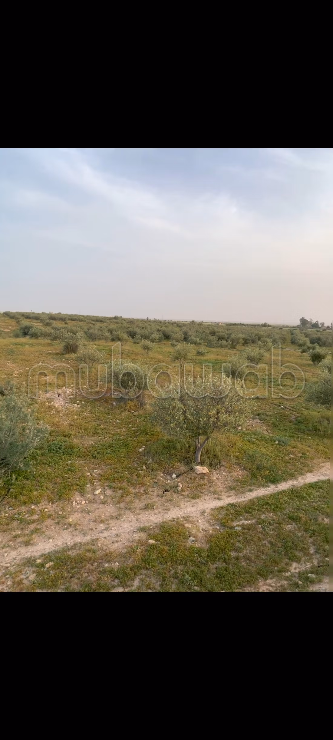 Terreno agrícola en venta
