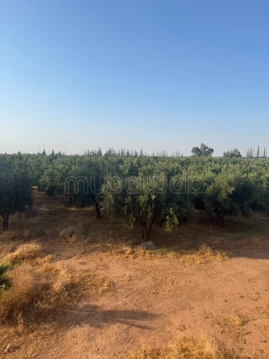 Agréable ferme à vendre à Route Amizmiz.
Surface totale 140000 m²