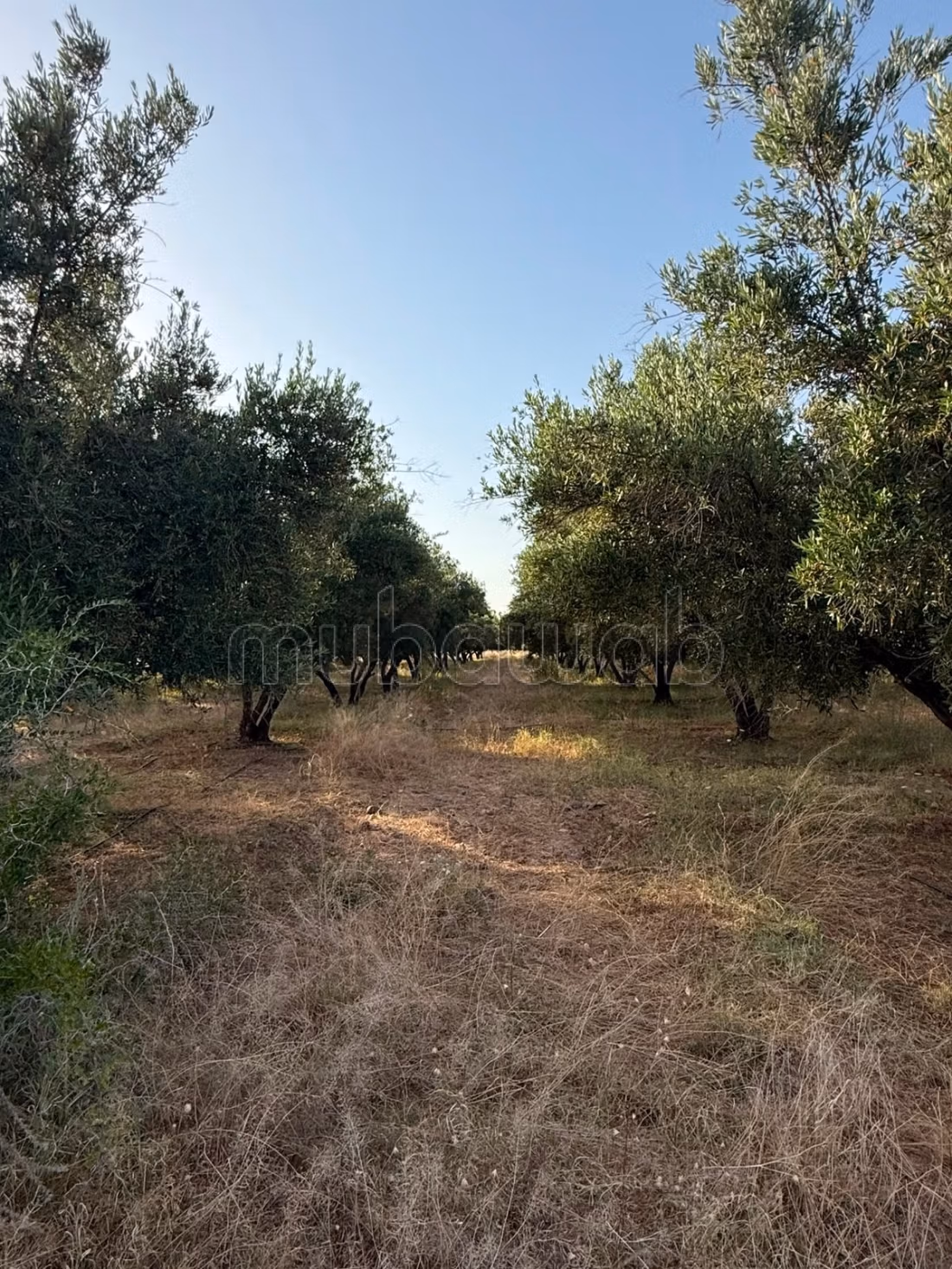 Agréable ferme à vendre à Route Amizmiz.
Surface totale 140000 m²