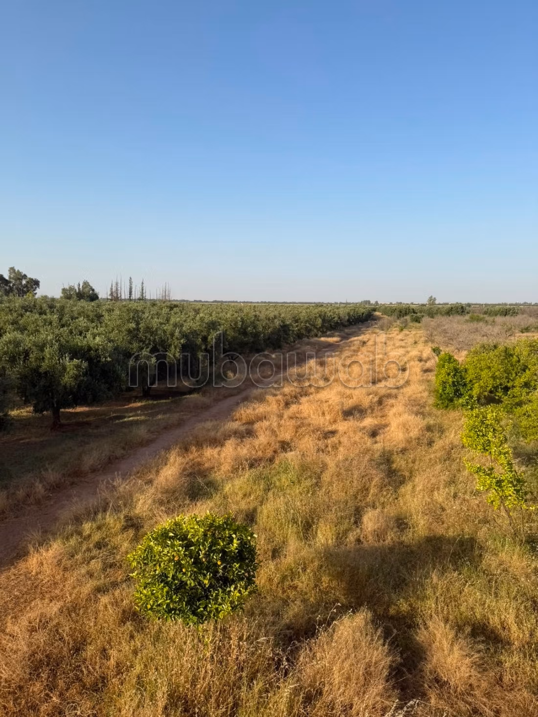 Agréable ferme à vendre à Route Amizmiz.
Surface totale 140000 m²