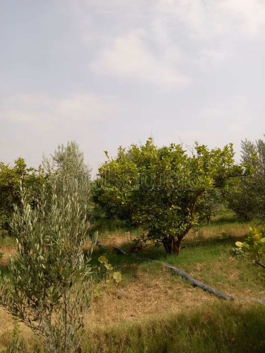 Da acquisire, proprietà titolata di 7000 m2, strada per Fes