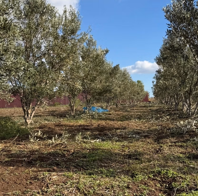 Granja de 13000m2 inmediatamente explotable Settat