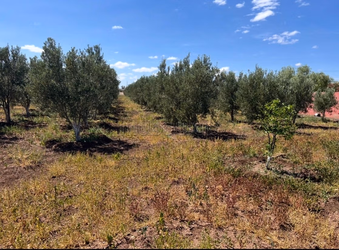 Granja de 13000m2 inmediatamente explotable Settat
