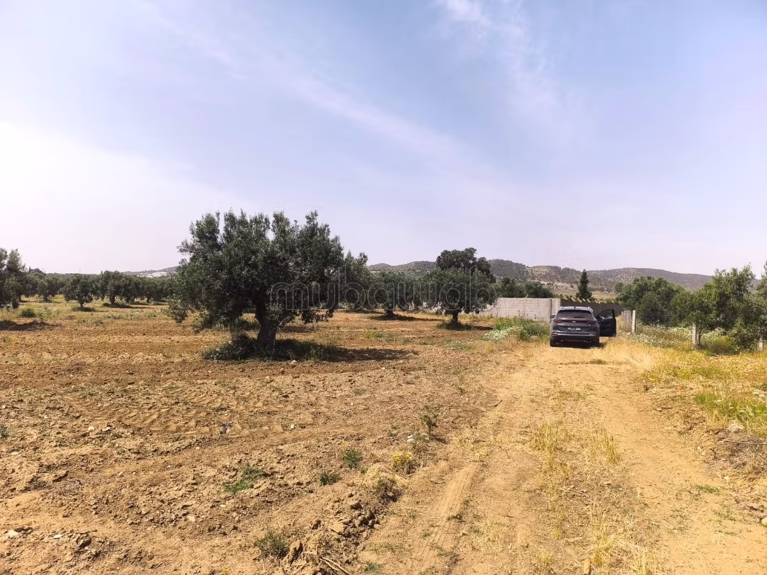 Terrain agricole à vendre à Sidi Khlif
