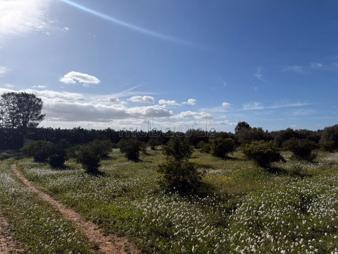 Ferme agricole à vendre 10 hectare à Borj El Amri