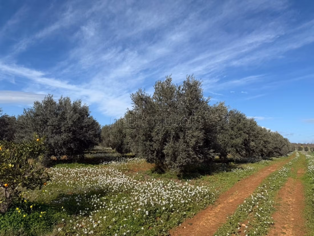 Ferme agricole à vendre 10 hectare à Borj El Amri