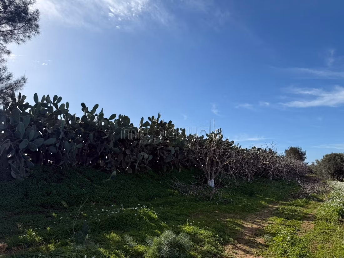 Ferme agricole à vendre 10 hectare à Borj El Amri