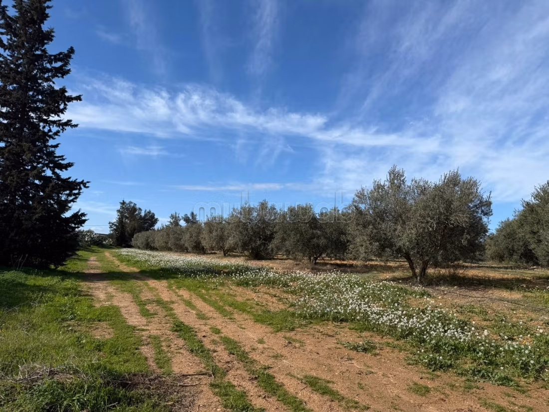 Ferme agricole à vendre 10 hectare à Borj El Amri