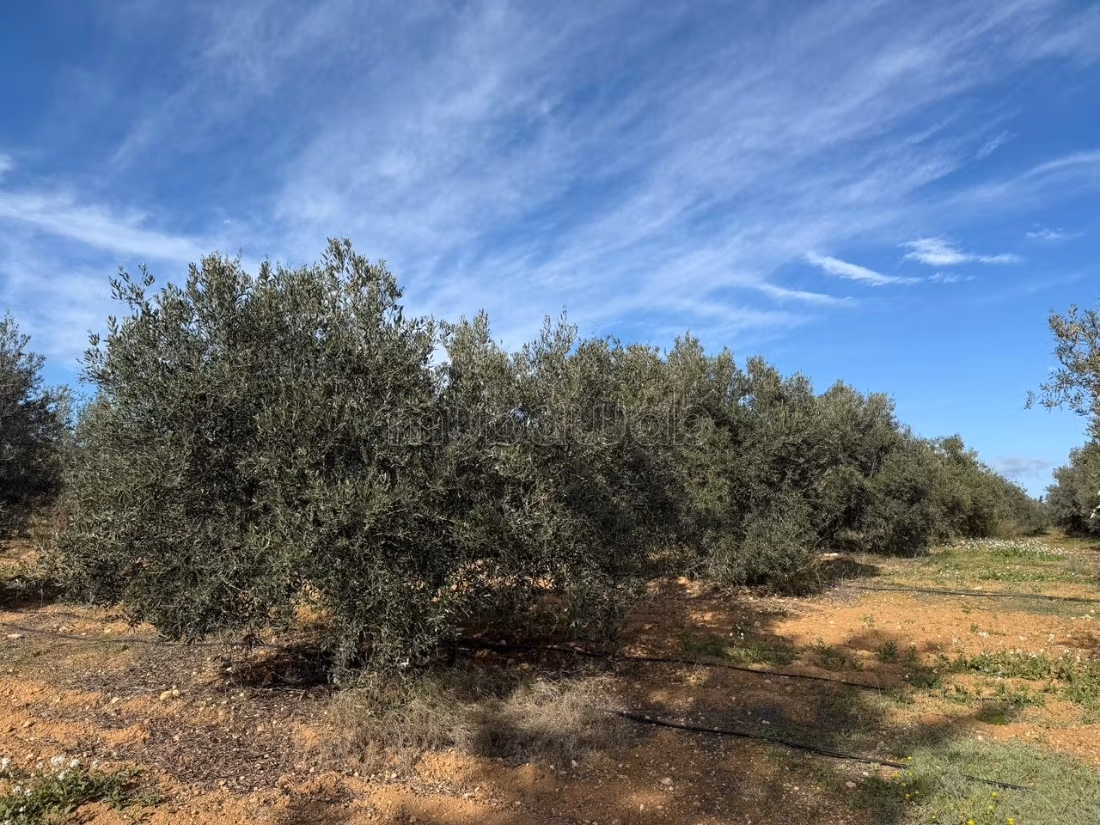 Ferme agricole à vendre 10 hectare à Borj El Amri