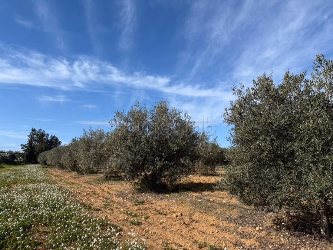 Ferme agricole à vendre 10 hectare à Borj El Amri