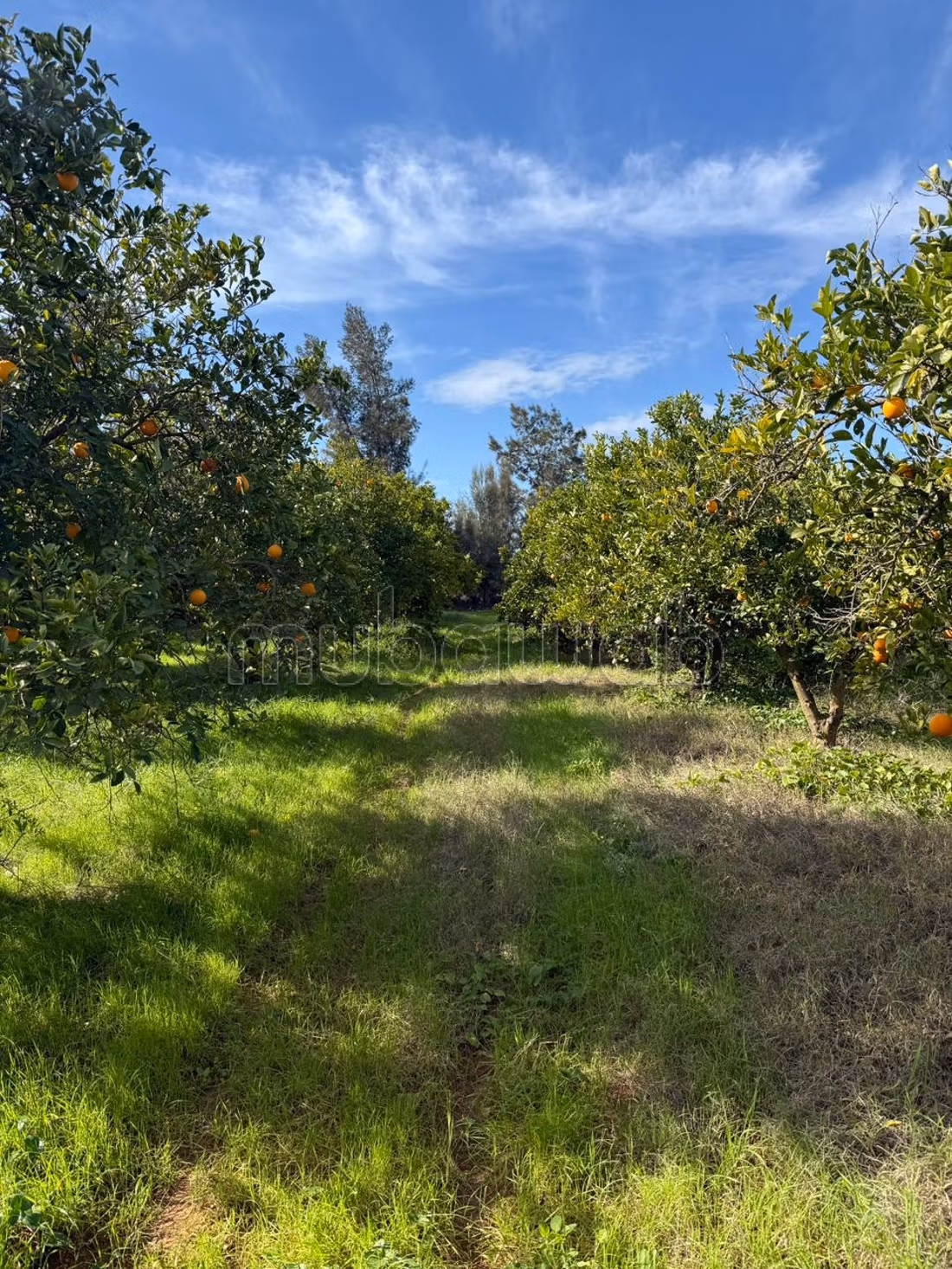 Ferme agricole à vendre 10 hectare à Borj El Amri